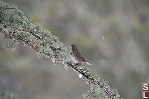 Song Sparrow On Evergreen Branch