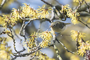 Ruby Crowned Kinglet Eating Bugs