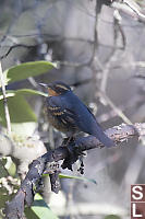 Variable Thrush Looking At Me