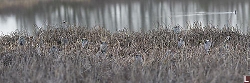 Great Blue Herons Resting In Reeds