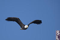 Bald Eagle Looking For Snack