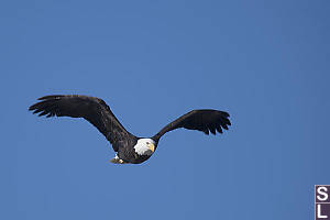 Bald Eagle Looking For Snack