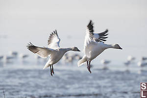 Snow Geese Coming In For Landing