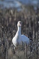 Snow Goose In Reeds