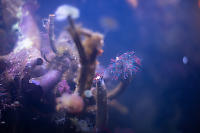 Tube Worms In Museum Aquarium