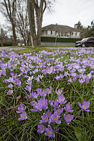 Crocus Growing In Median