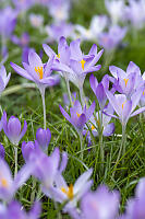 Crocus Pushing Up Through
        Grass