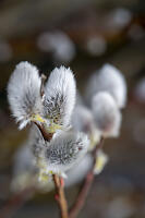 Furry Catkins