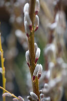 Longer Furry Catkins