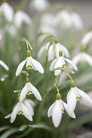 Snowdrops