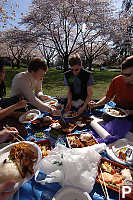 Lunch under Sakura