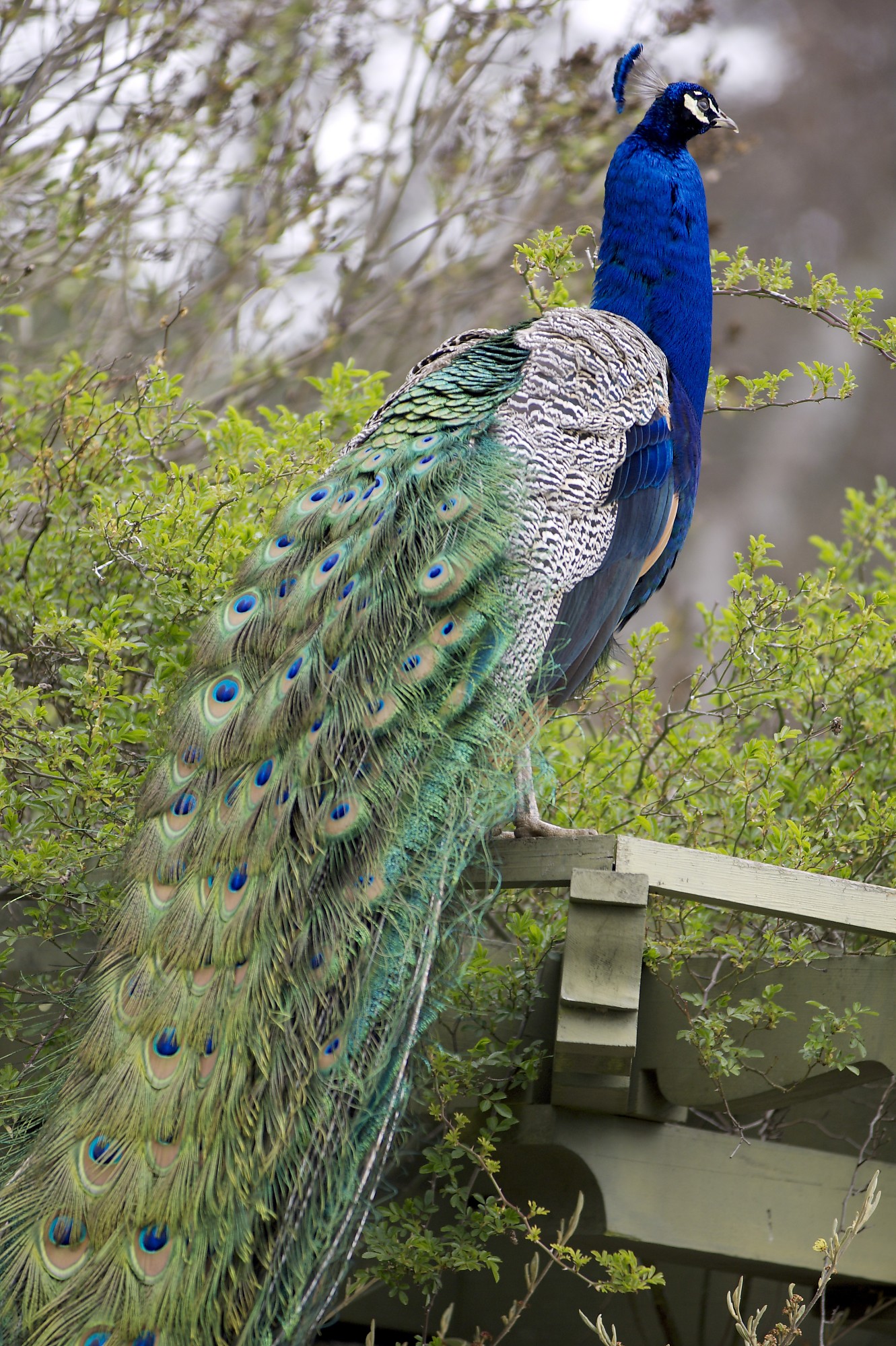 tyke peacock tyke peacock