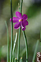 Satin Flower