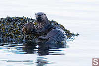 River Otter Looking Over