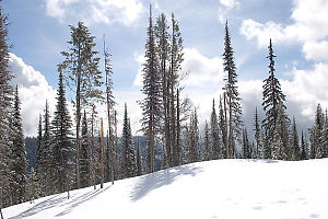 Trees On Blue Sky