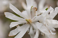 Star Magnolia Flowers