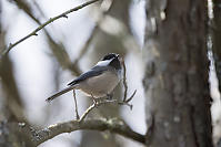 Chickadee On Thin Branch