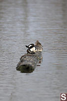 Hooded Merganser Pair On Log