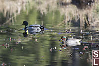 Green Winged Teal