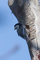 Chickadee Excavating Cavity