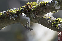 Golden Crowned Kinglet Searching Moss
