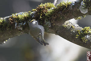 Golden Crowned Kinglet Searching Moss