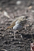 Hermet Thrush In Disturbed Soil