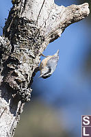 Nuthatch On Dead Tree