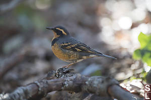 Variable Thrush On Stick