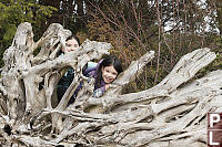 Hiding In Driftwood Roots