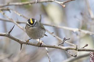 Golden Crowned Kinglet