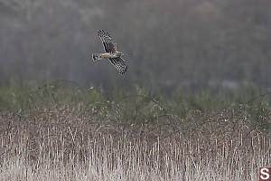 Harrier Looking For Lunch