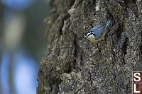 Red Breasted Nuthatch On Douglas Fir