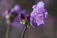 Rhodo With Dew