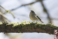 Ruby Crowned Kinglet Looking For Bugs