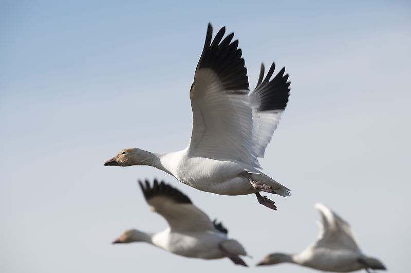 Snow Geese Taking Flight