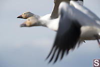 Snow Goose In Flight