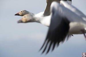 Snow Goose In Flight