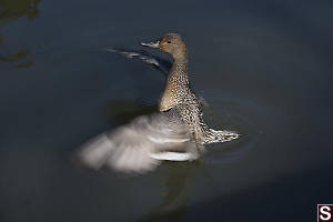 Northern Pintail Female