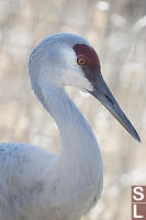 Portrait Of Sandhill Crane