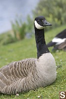 Canada Goose