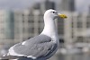 glaucous-winged gull