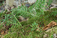 Licorice Fern