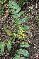 Oregon Grape