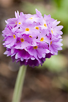 Ball Of Little Flowers