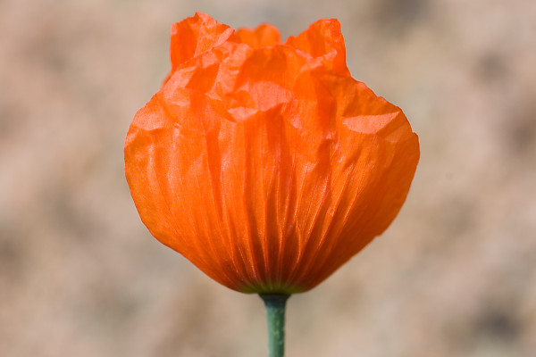 mainimage