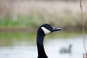 Canada Goose Master Of The Marsh