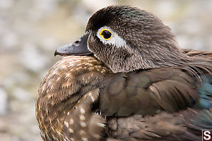 Female Wood Duck