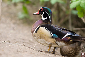 Male Wood Duck