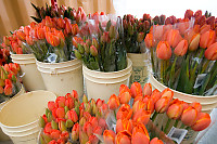 Pails Of Flowers